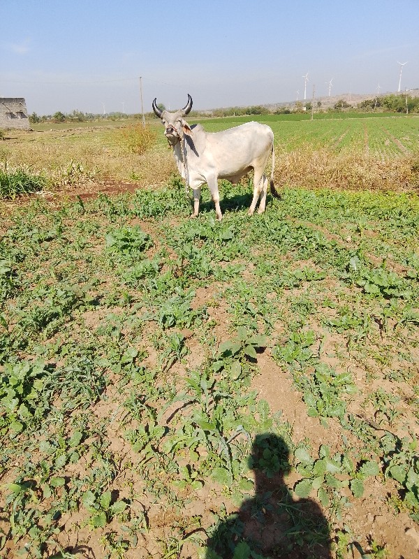 ઘોઢલાવેસવાનાછેઠ...