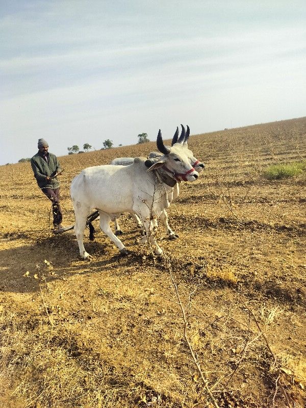 વઢિયારા ગોધલા વ...