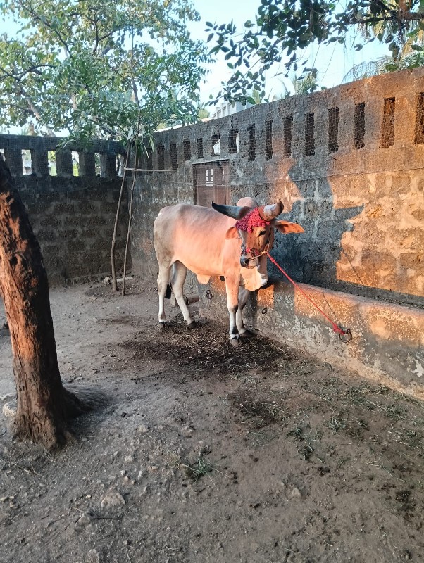 ગોઢલો  વેચવાનો...