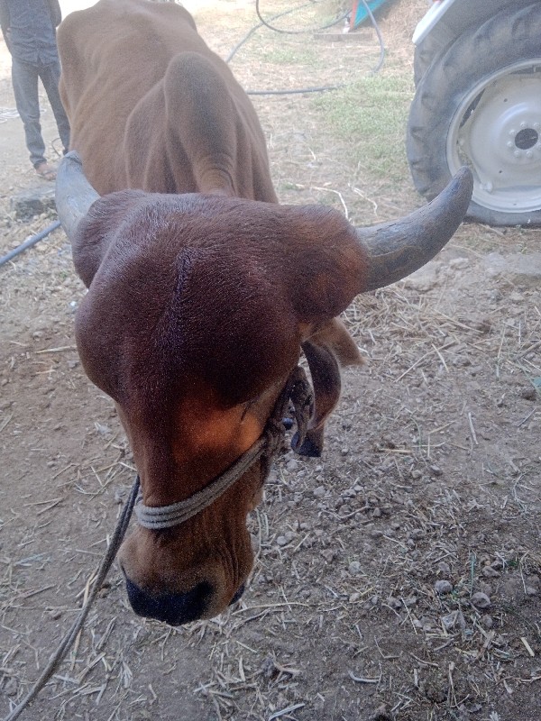 ગીરવાસડી વેચવાન...