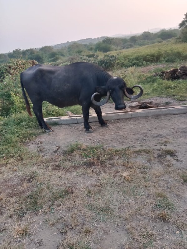 સાટું કરવાનું છ...