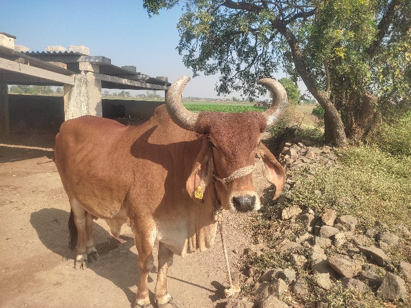 ગાય