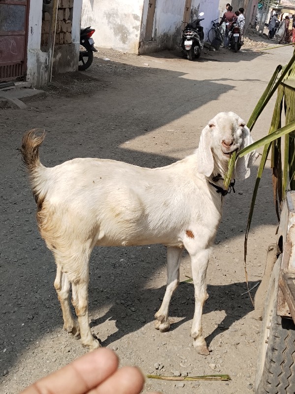 સોજીત બકરી વેચવ...