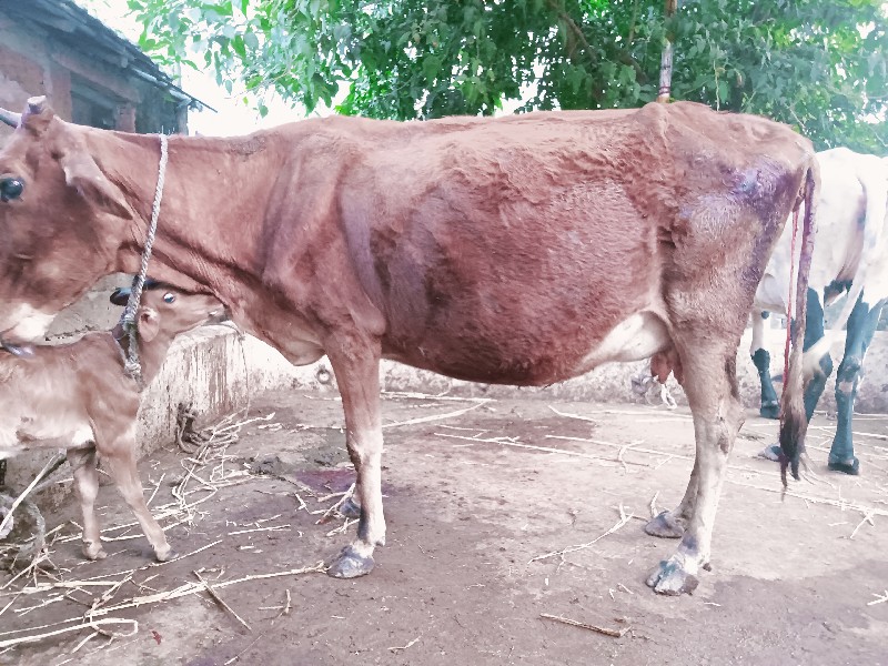 જરશી ગાય વેચવાન...