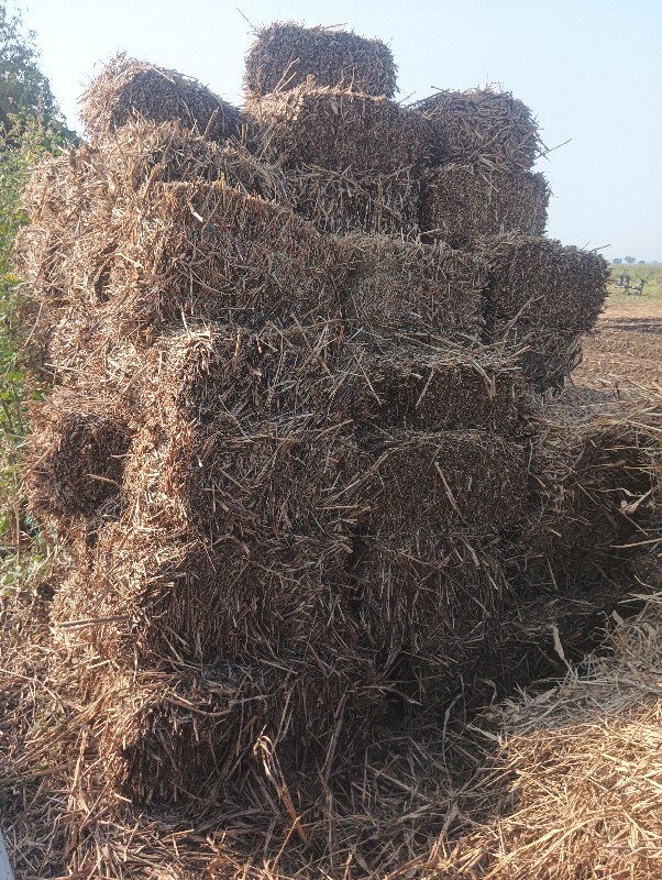 પશુ નૈ ખાવા માટ...