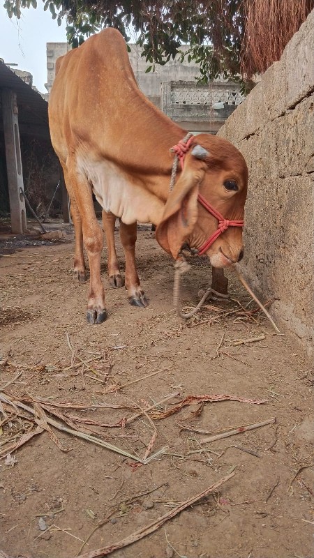 આ ગીર ગાય છે