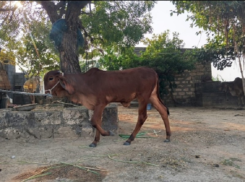 વાછડી વેચવાની છ...