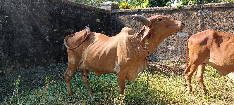 દેશી ગાય