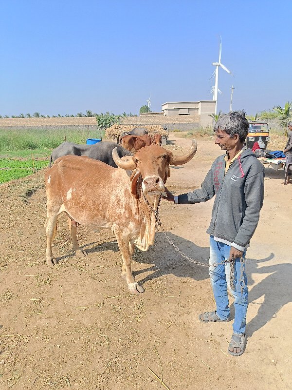 સોંનકપિલા ગાય