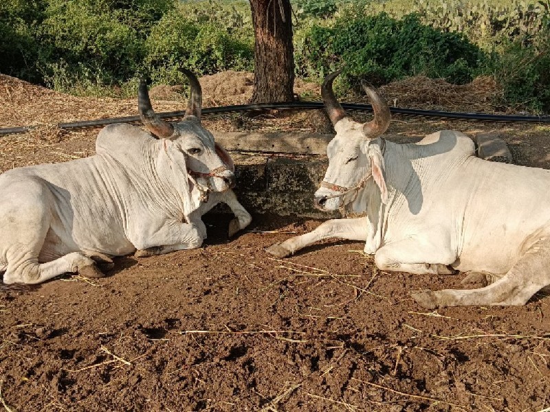 બરધ  વેશવાનાસે