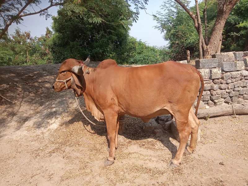 પેલુવેતર