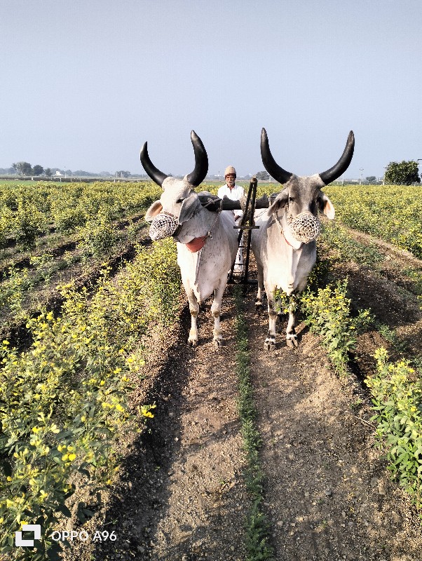 ગોઢલા વેચવાના છ...