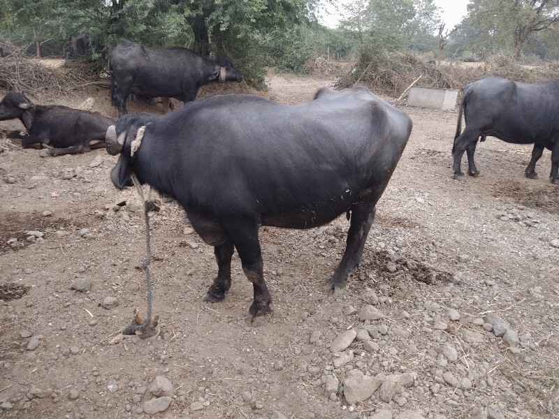 ભેંસ વેચવાની છે