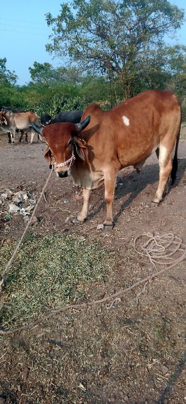 આ ગોદલો વેચવાનો...