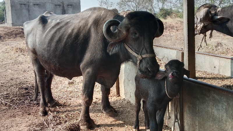 પેલુ વેતર ખડેલી