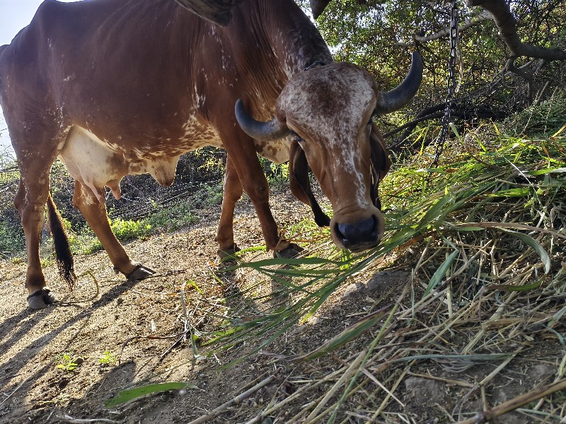 ગીર ગાય નું વલો...