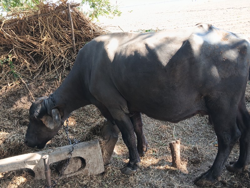 ભેંસ.