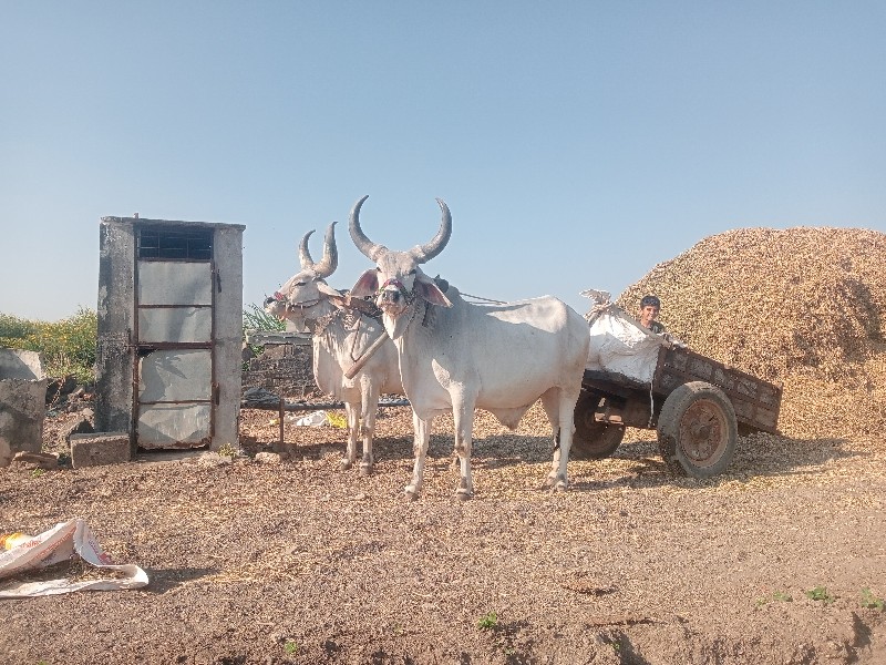 ગોઢલા વેચવાના છ...