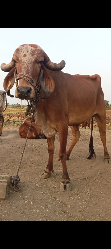 2 ગીર ગાય વેચવા...