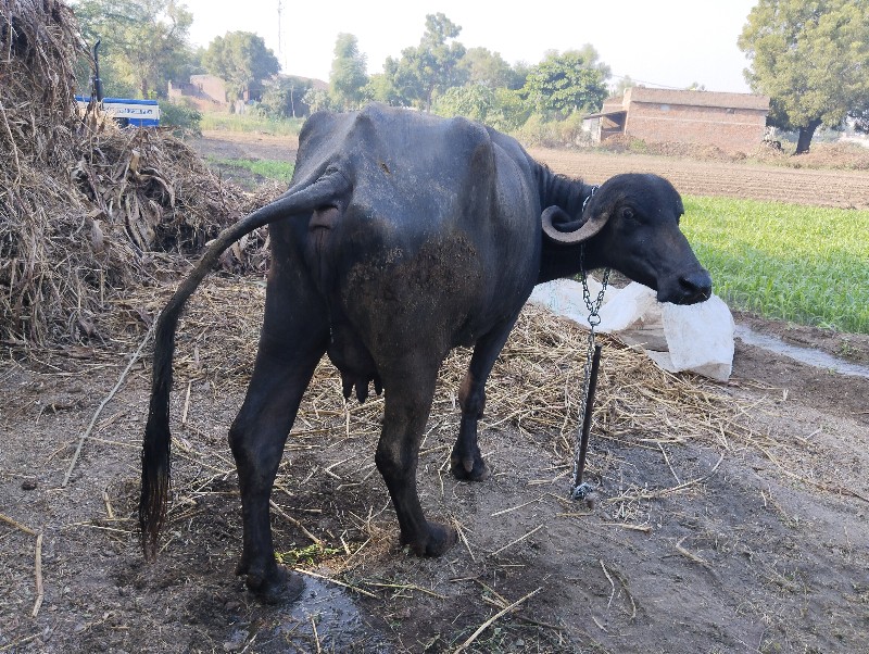 વેચવાની છે