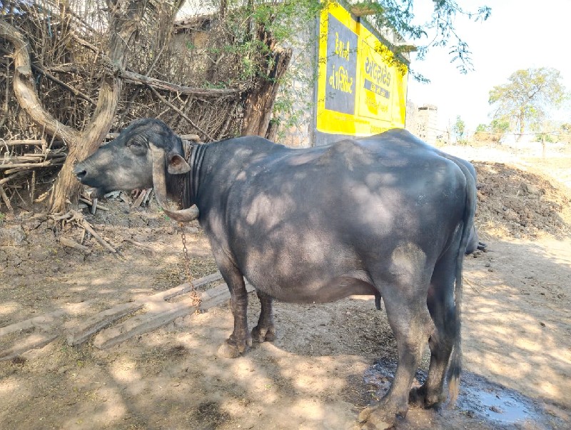 ભેશ વેચવાની છે