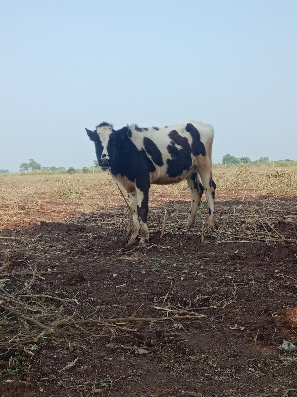 ગાય