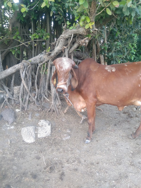 પેલું વેતર હોળક...