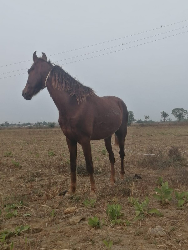 ઘોડો વેચવાનો છે