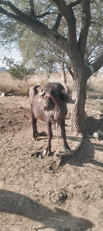 ખળેલી