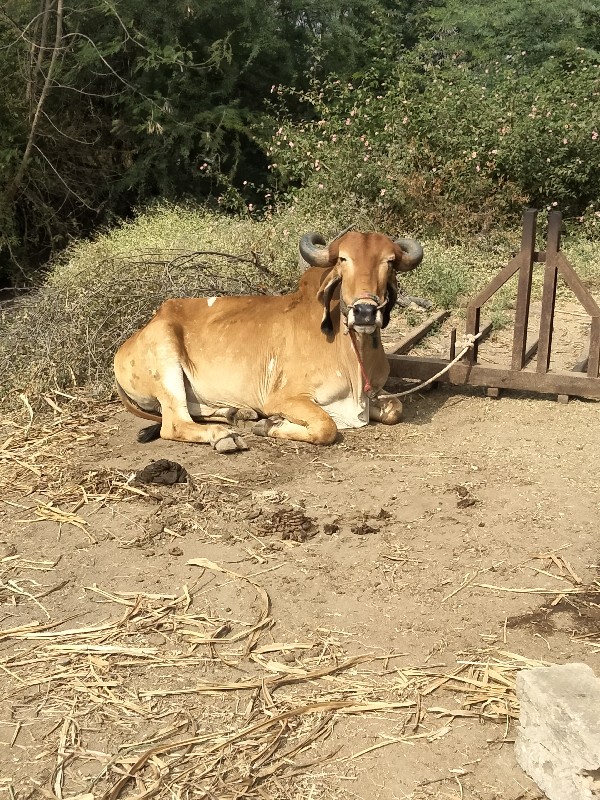 બરદ્ય વેચવાના સ...