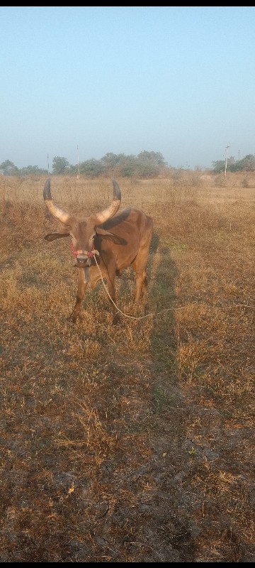 સાવ સોજો છે