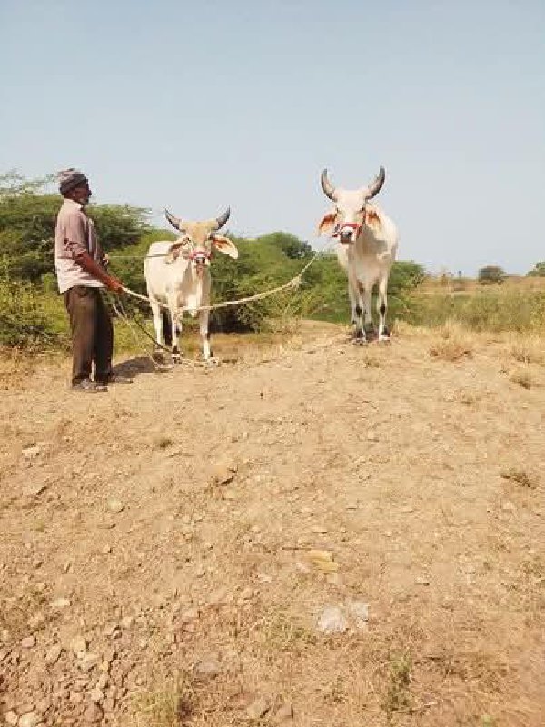 ગોઢલા વેચાવ છે