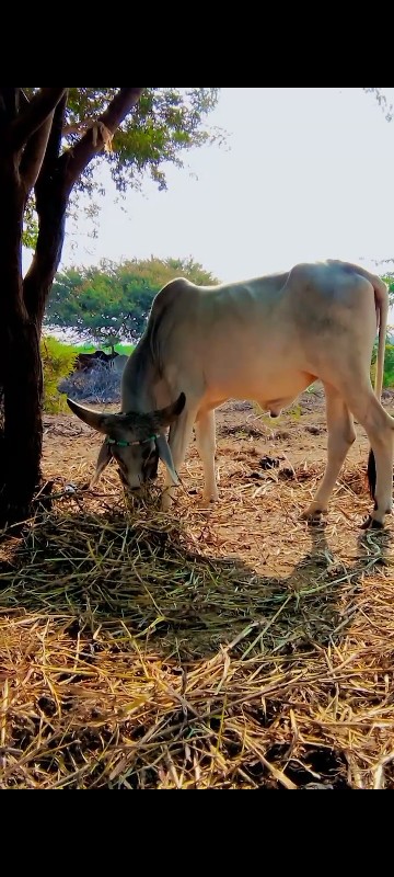 ગોઢળા વેચવા ના...