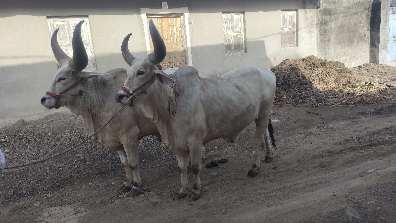 મોરલા વેચવા ના...