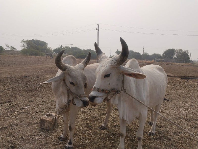 આ ધોધલા વેચવાના...