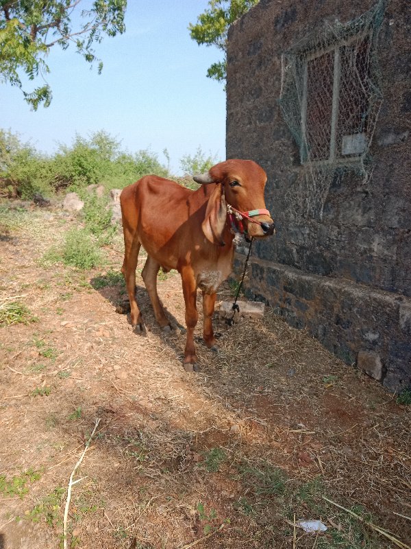 ટધઝડટ