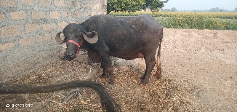 ખડેલી વેચવાની છ...