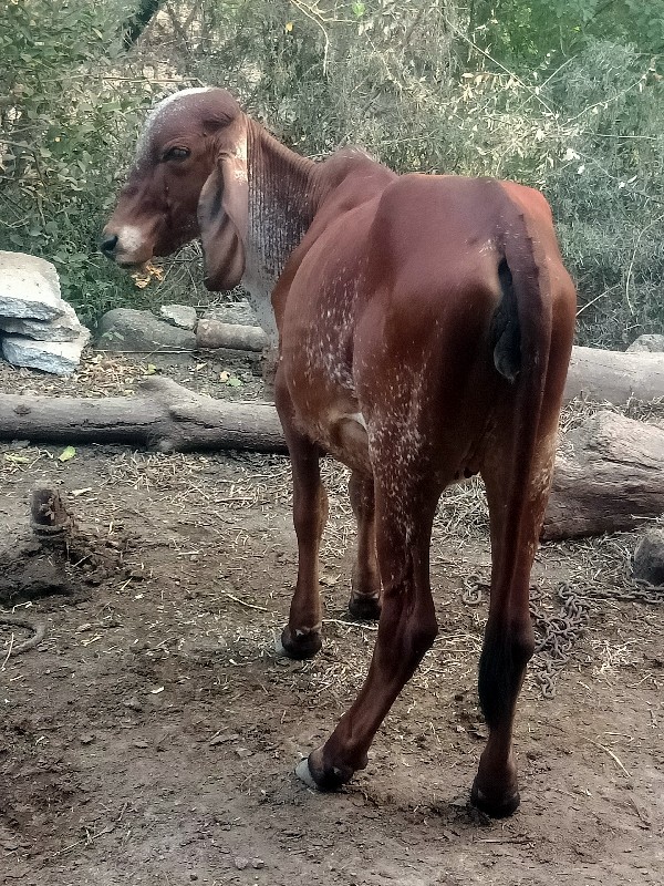 વાચડી