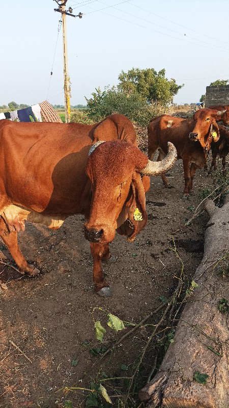 ગાય વેચવાની છે