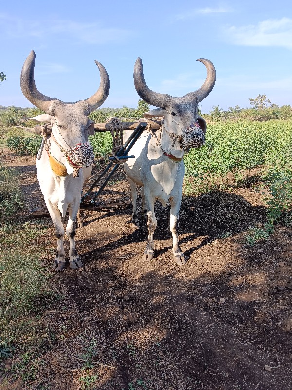 બળદ વેચવાના છે