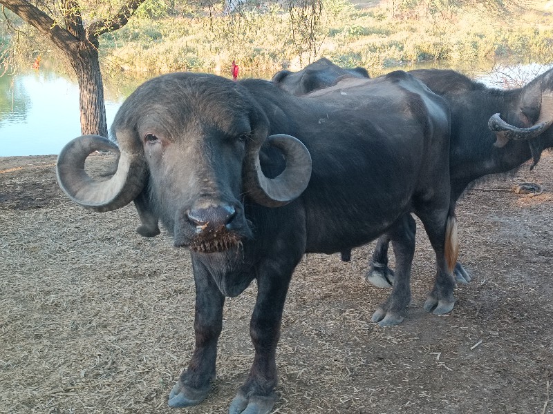 પાડો વેચવા નો છ...