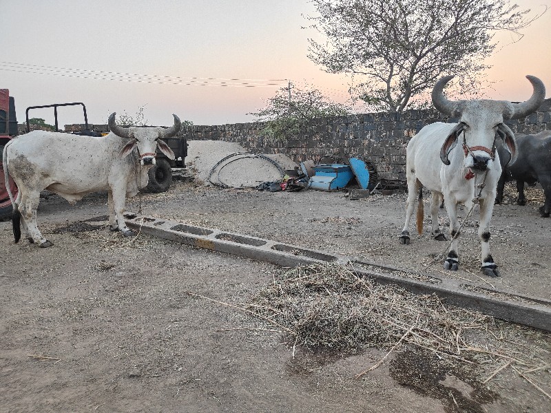 બળદ વેચવાના છે