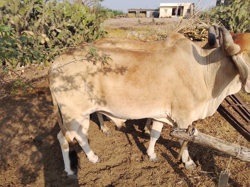 badki gaon wala...