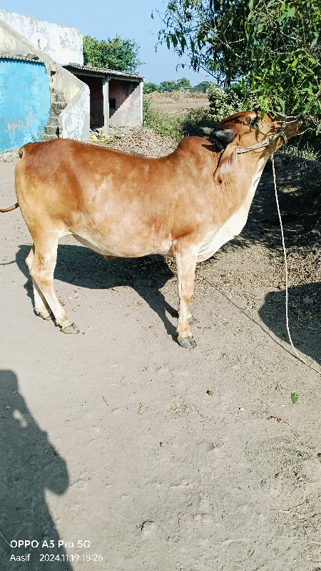 સાવસો જા બીજી બ...