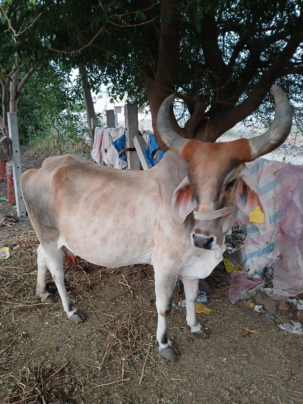 गाय