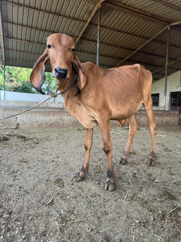 ગાય વેચવા ની છે