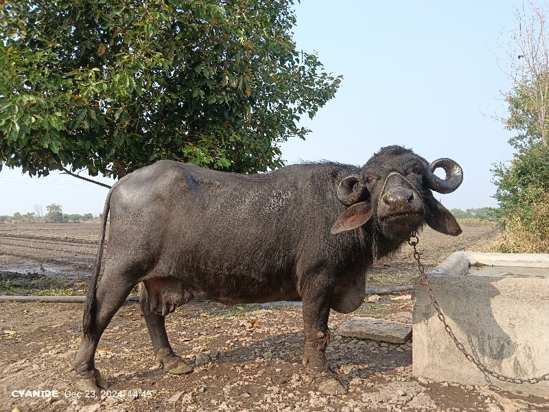 ભેંસ ‌વેચવાની...