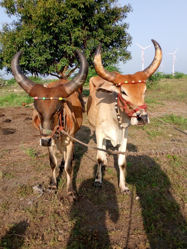 લે વેચ