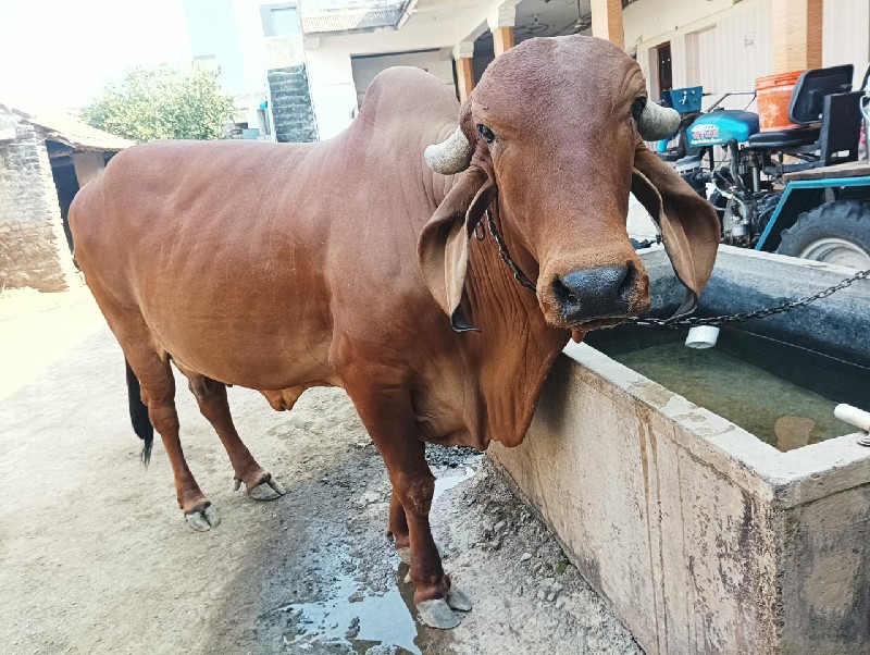 ગીર ગાય વેસ્વાન...