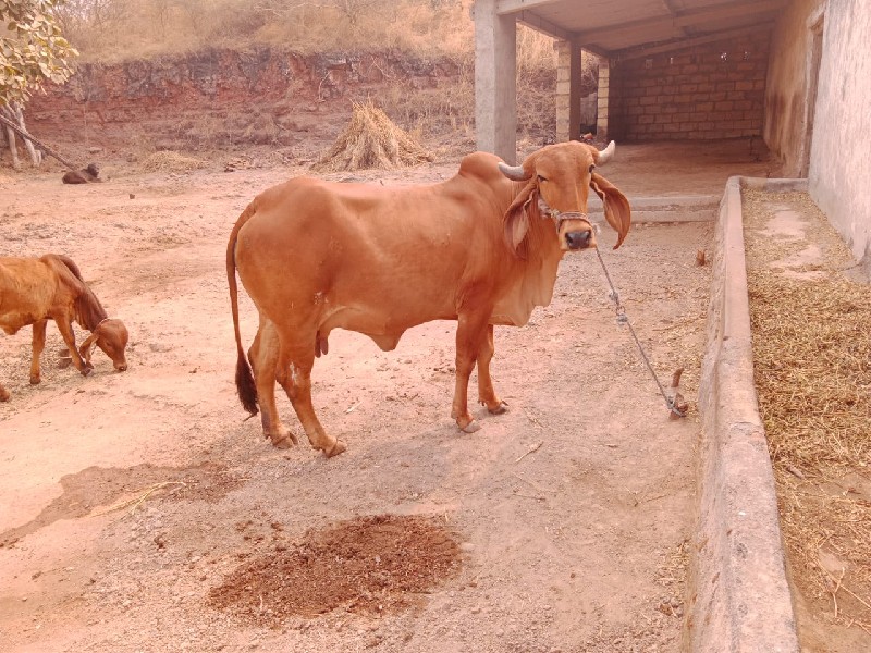 ગાય વેચવાની છે